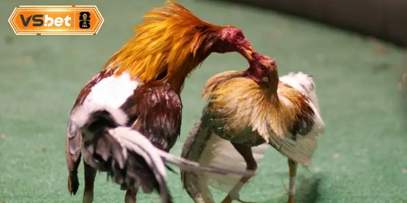 Bảng tỷ lệ ăn tiền kèo chấp hiển thị rõ ràng